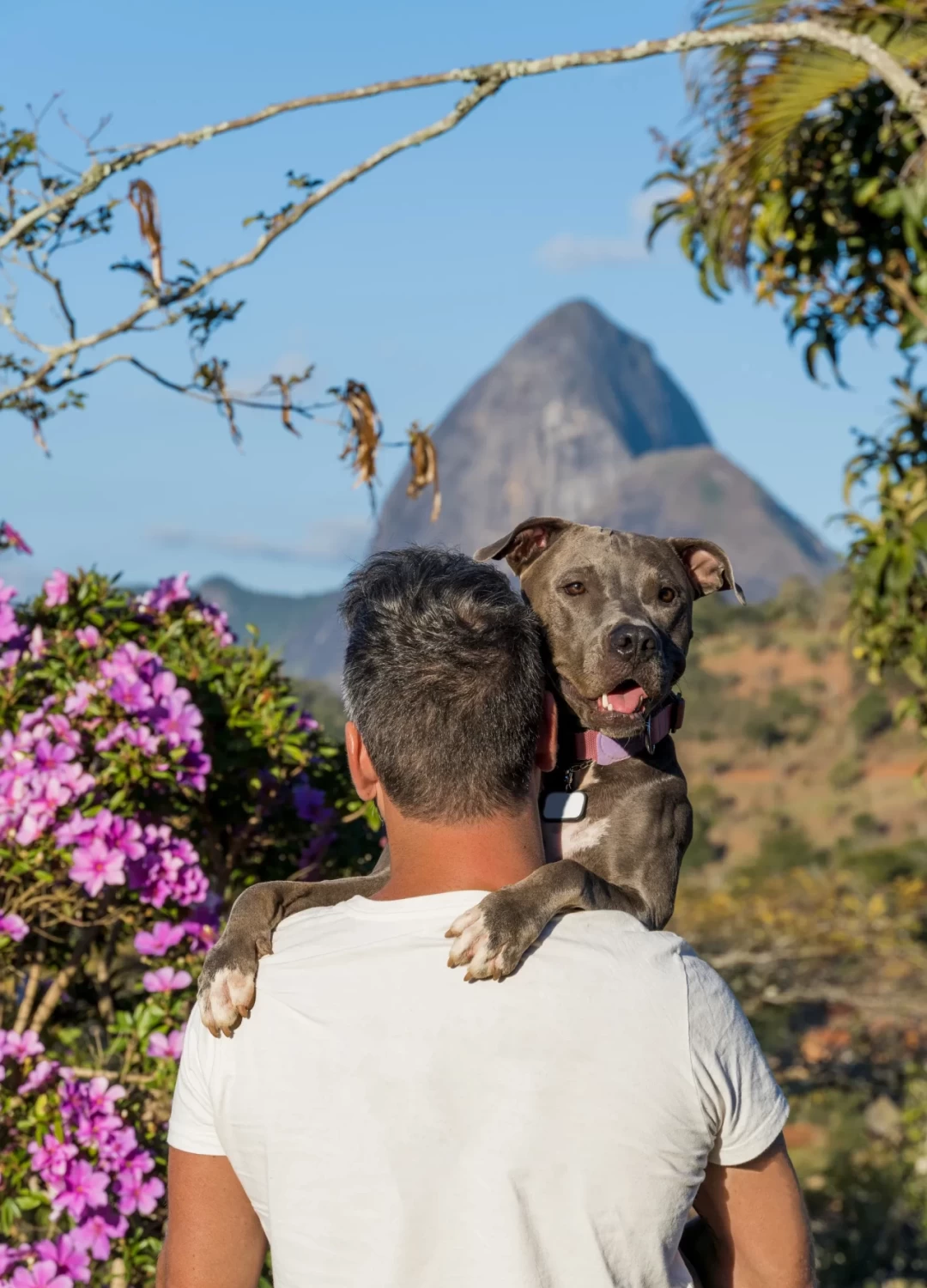 man-holding-pit-bull-dog-his-arms-admiring-nature-human-animal_24_11zon